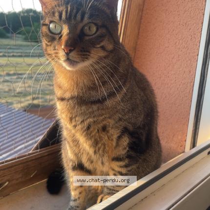 Photo 1/1 Frippon Chat lost in Pfastatt