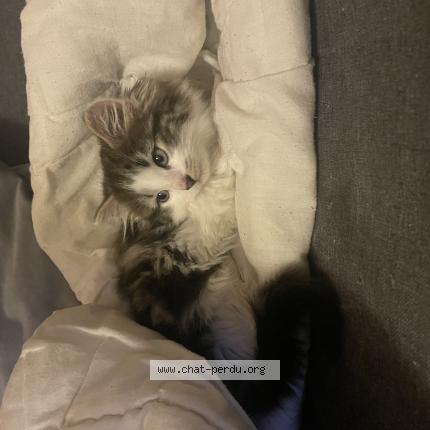 Photo 1/1 Choupie Chat lost in St gence