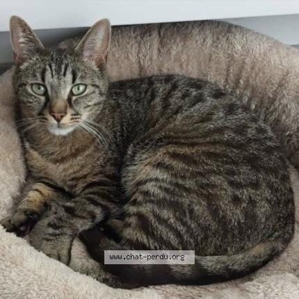 Photo 1/1 Tomy Chat lost in Chatillon en michaille