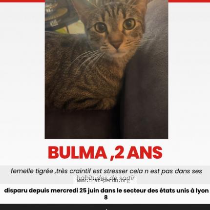 Photo 1/1 Bulma Chat lost in Lyon