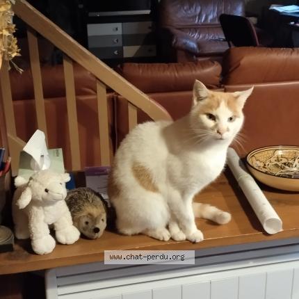 Photo 1/1 YOTARU Chat lost in Nantes