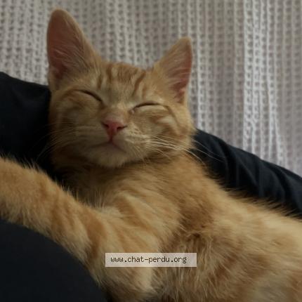 Photo 1/1 Ninja Chat lost in Nemours