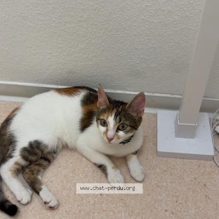 Photo 1/1 Ice Chat lost in Mulhouse