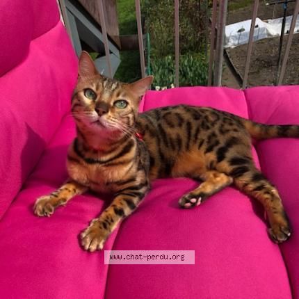 Foto einer verlorenen Katze in Vevey