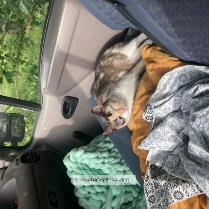 Photo 1/1 Kitada Chat lost in Reze nantes