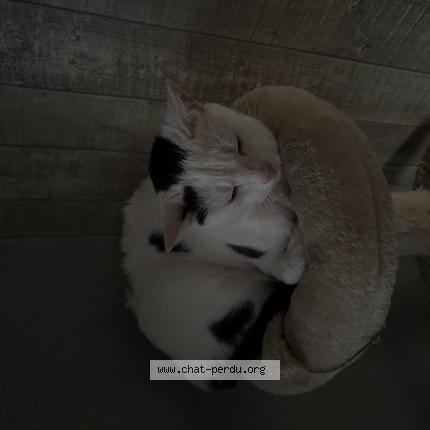 Photo 1/1 bassem Chat lost in Oradour sur vayres