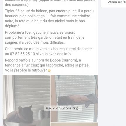 Photo 1/1 Tiplouf Chat lost in Epernay