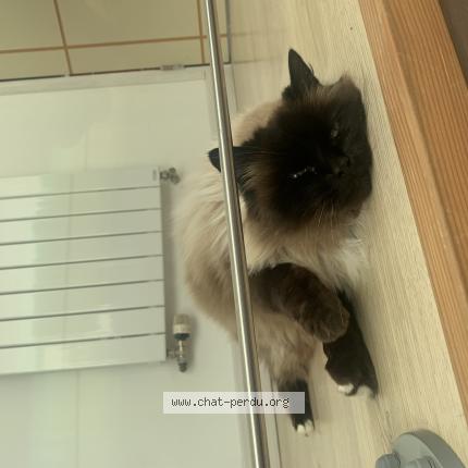 Photo 1/1 Chateigne Chat lost in Nevez