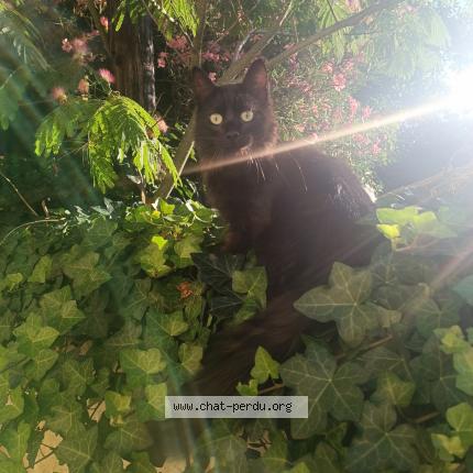 Photo 1/1 Sirius Chat lost in Saint sulpice la pointe