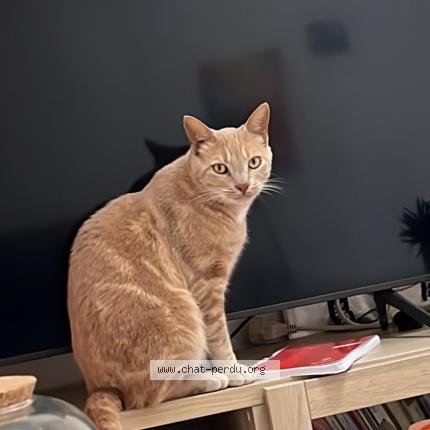 Photo 1/1 Mushu Chat lost in Paris