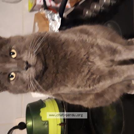 Photo 1/1 Titou Chat lost in Le cres