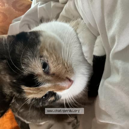 Photo 1/1 Kitada Chat lost in Reze nantes