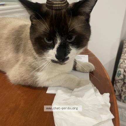 Photo 1/1 Bambi Chat lost in Saint jean de vedas