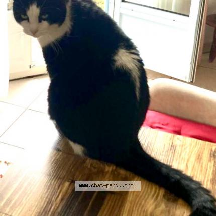 Photo 1/1 NEWTON Chat lost in Pontivy