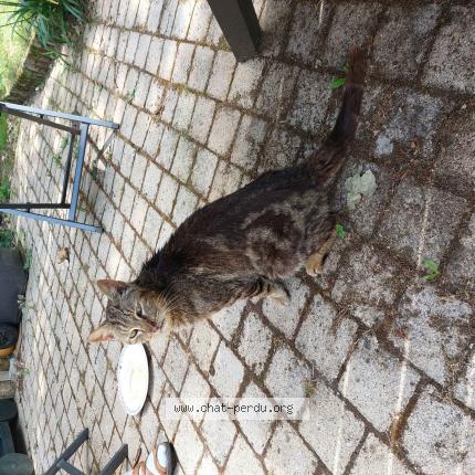 Photo 1/1 Found cat Found in Boqueho