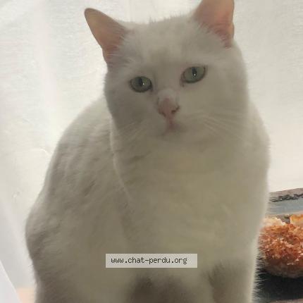 Photo 1/1 Néo Chat lost in La crau