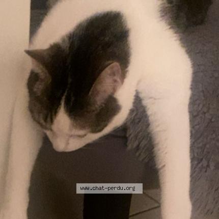 Photo 1/1 Smocky Chat lost in Strasbourg