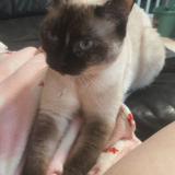 Picture of cat lost at La Chapelle Saint Remy