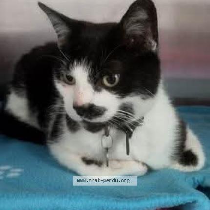 Photo 1/1 Forrest Chat lost in Nouan le fuzelier