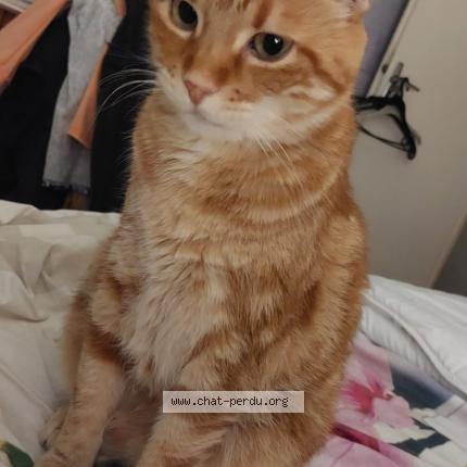 Photo 1/1 Mimi Chat lost in Trelissac