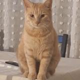 Picture of cat lost at Montpellier