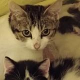 Picture of cat found at Saint Pol Sur Ternoise