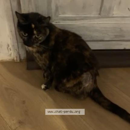 Photo 1/1 Quenelle Chat lost in Balma