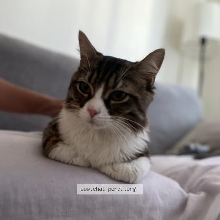 Photo 1/1 Coockie Chat lost in Mialet