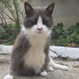 Picture of cat lost at Gournay Sur Marne