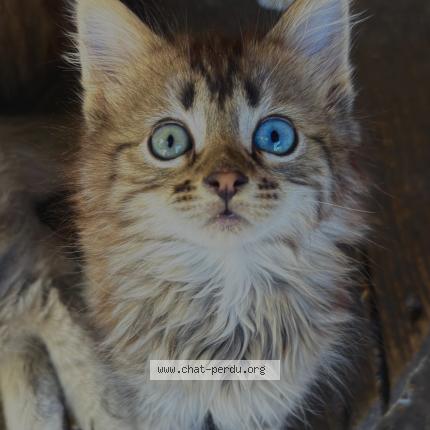 Photo 1/1 mon chat Chat lost in Leguevin