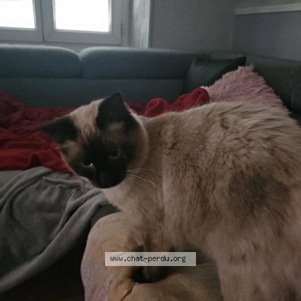 Photo 1/1 Virgule Chat lost in Beaurepaire