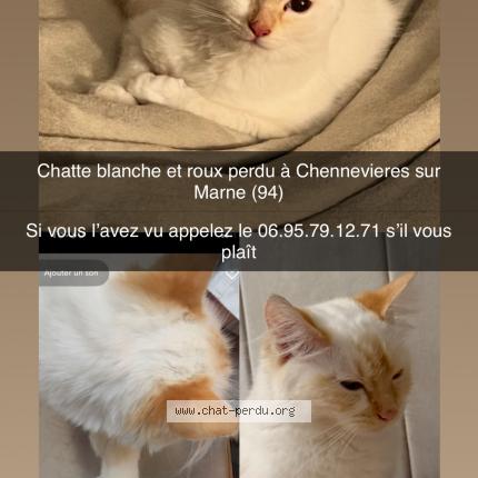 Photo 1/1 Perle Chat lost in Chennevieres sur marne