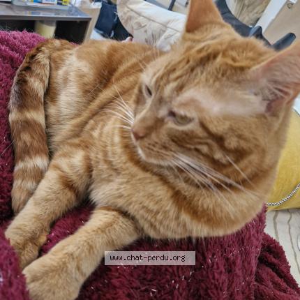 Photo 1/1 Pablo Chat lost in Saint hilaire de riez