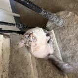 Picture of cat found at Nimes