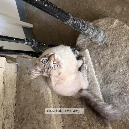 Photo 1/1 Found cat Found in Nimes