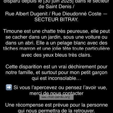 Photo 1/1 Timoune Chat lost in Chateauroux