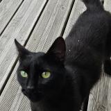 Picture of cat found at Etel