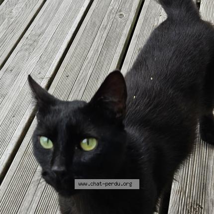 Photo 1/1 Found cat Found in Etel