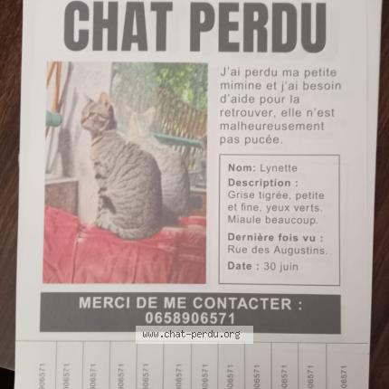 Photo 1/1 Linette Chat lost in Cremieu
