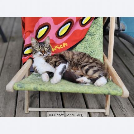 Photo 1/1 Peach Chat lost in Gilly sur isere