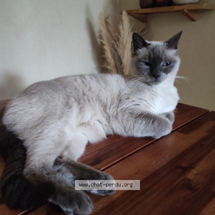 Photo 1/1 Mimi Chat lost in Ste florence