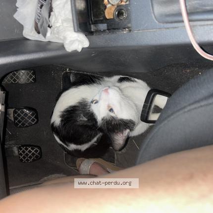 Photo 1/1 Booba Chat lost in Gradignan