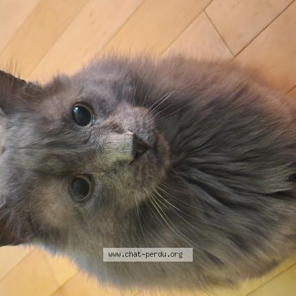 Photo 1/1 Reunited cat Lost in Richelieu