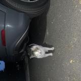 Picture of cat found at Bassens