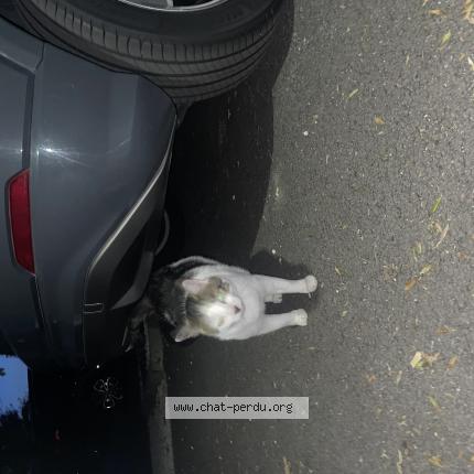 Photo 1/1 Found cat Found in Bassens