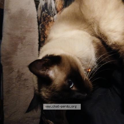 Photo 1/1 Cheryl Chat lost in Gagny