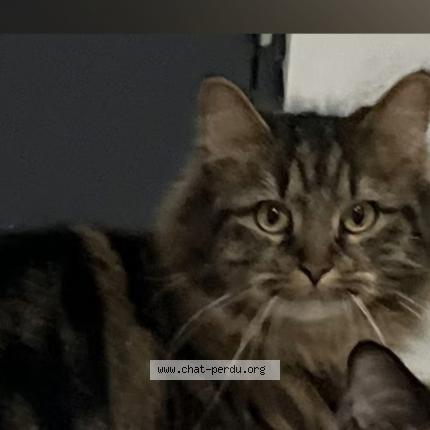 Foto 1/5 Kat teruggevonden Vermist in Menen