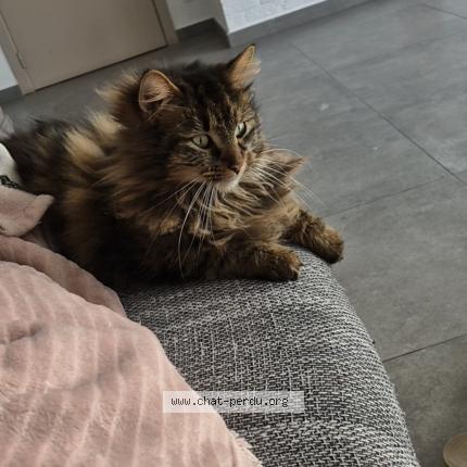 Foto 2/5 Kat teruggevonden Vermist in Menen