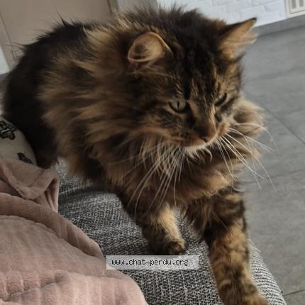 Foto 3/5 Kat teruggevonden Vermist in Menen