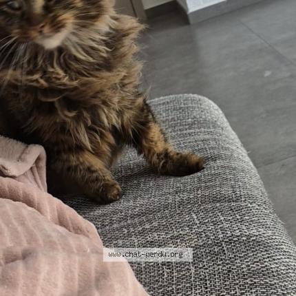 Foto 4/5 Kat teruggevonden Vermist in Menen